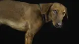 Carmela, en adopción con 'Dejan huella'
