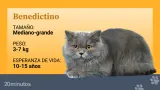 Ficha_Benedictino