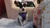 Kora, en adopción