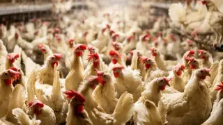La gripe de aviar puede afectar a muchas especies de aves domésticas y de granja.