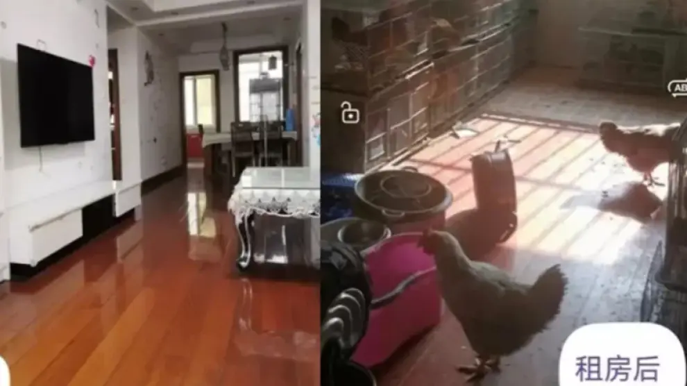 Un propietario descubre que su apartamento alquilado se ha convertido en un gallinero