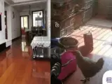 El salón del apartamento antes y después de la 'invasión de gallinas'.