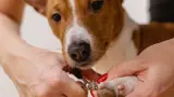 perro-basenji-cortar-uñas-mantenimiento-Pixabay