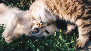 Un perro y un gato en actitud amistosa.