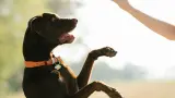 pexels-perro-entrenamiento-refuerzo-positivo