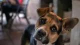 thegermankId-Pixabay-perro-escuchando