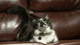 Un gato en un sofá